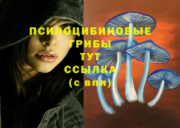 стаф Абинск
